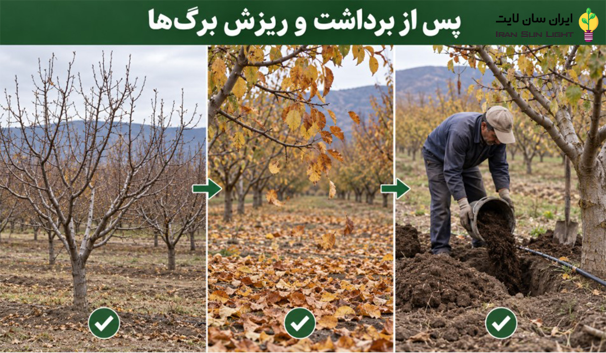 چالکود چیست؟ راهنمای کامل چالکود درختان در پاییز و زمستان 5 مراحل پس از برداشت و ریزش برگ ها