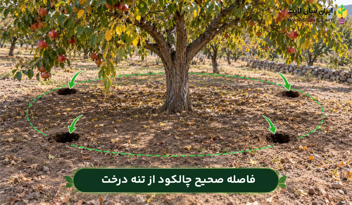 فاصله صحیح چالکود از تنه درخت