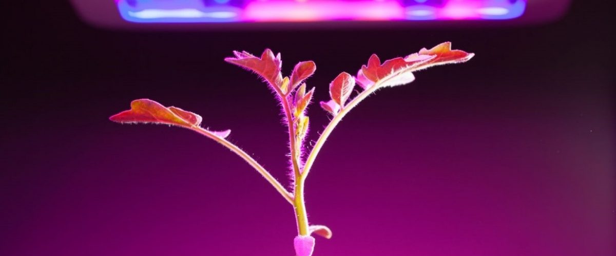 ال ای دی رشد گیاه ال ای دی رشد گیاه
